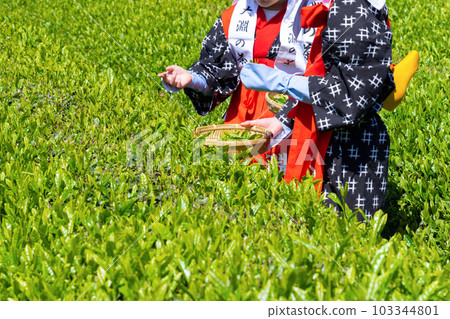 靜岡縣富士市台場的茶園 靜岡縣富士市台場的茶園 103344801