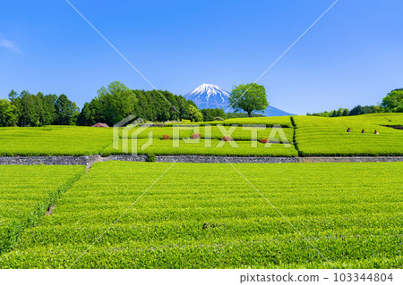Tea fields in Odaiba, Fuji City, Shizuoka Prefecture Tea fields in Odaiba, Fuji City, Shizuoka Prefecture 103344804
