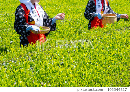 Tea fields in Odaiba, Fuji City, Shizuoka Prefecture Tea fields in Odaiba, Fuji City, Shizuoka Prefecture 103344817