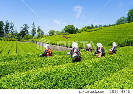 Tea fields in Odaiba, Fuji City, Shizuoka Prefecture Tea fields in Odaiba, Fuji City, Shizuoka Prefecture 103344846