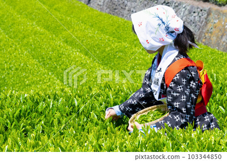 靜岡縣富士市台場的茶園 103344850