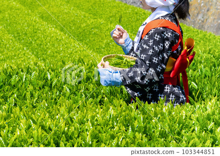靜岡縣富士市台場的茶園 靜岡縣富士市台場的茶園 103344851