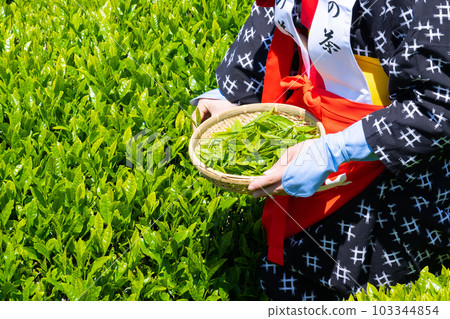 Tea fields in Odaiba, Fuji City, Shizuoka Prefecture Tea fields in Odaiba, Fuji City, Shizuoka Prefecture 103344854