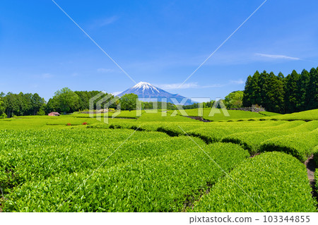 Tea fields in Odaiba, Fuji City, Shizuoka Prefecture Tea fields in Odaiba, Fuji City, Shizuoka Prefecture 103344855