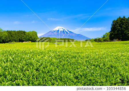 Tea fields in Odaiba, Fuji City, Shizuoka Prefecture Tea fields in Odaiba, Fuji City, Shizuoka Prefecture 103344856