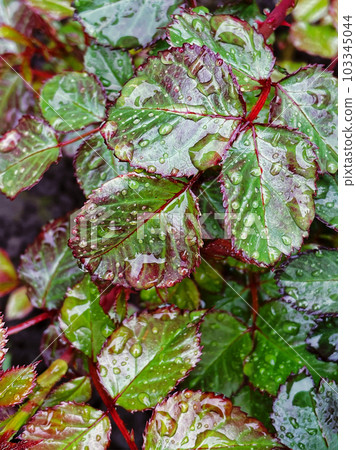 Green leaves of a plant with dew drops on a spring warm early morning Green leaves of a plant with dew drops on a spring warm early morning 103345044