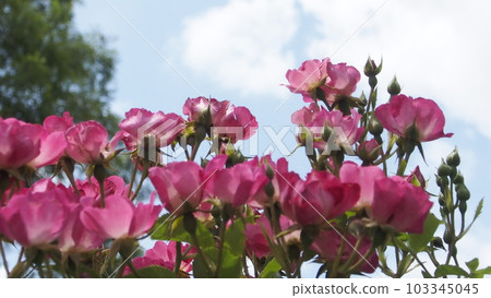 Rose and roses Rose and roses 103345045