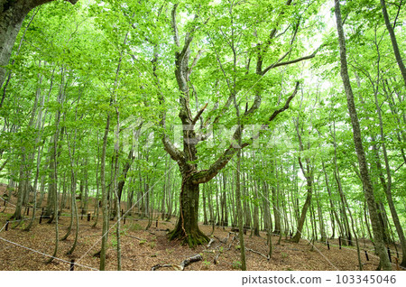 The New Shirakami Symbol Tree, Dakedai Daibuna, Akita Prefecture 103345046