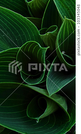 Green leaves of a plant with dew drops on a spring warm early morning 103345048