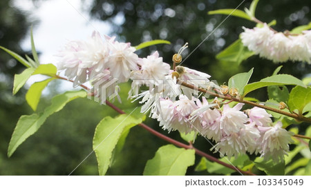 A flower of a flower 103345049