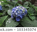 hydrangea hydrangea 103345074