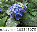 hydrangea hydrangea 103345075