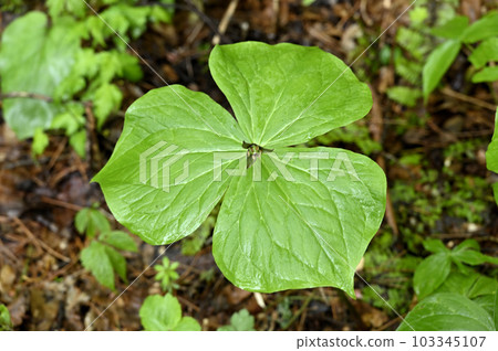 Enrique soup 103345107