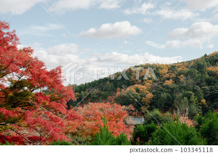 Katsuo-ji temple autumn forest mountain in Minoh, Osaka, Japan 103345118
