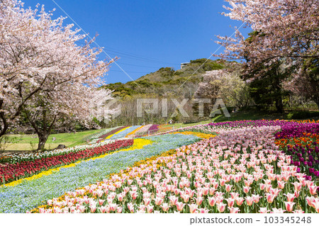 山口縣下關市山公園土耳其鬱金香花園 山口縣下關市山公園土耳其鬱金香花園 103345248