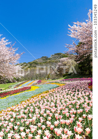 Hinoyama Park Turkish Tulip Garden Shimonoseki City, Yamaguchi Prefecture 103345249