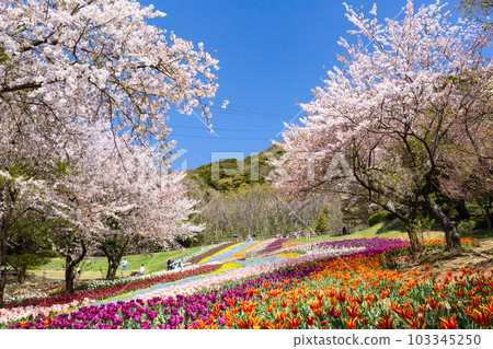Hinoyama Park Turkish Tulip Garden Shimonoseki City, Yamaguchi Prefecture Hinoyama Park Turkish Tulip Garden Shimonoseki City, Yamaguchi Prefecture 103345250