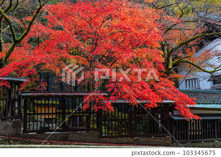 [Niigata Prefecture, Sado Gold Mine] Autumn leaves around the mine, November 103345675