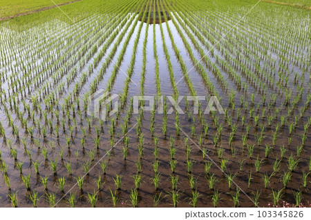 稻田裡的水稻 103345826