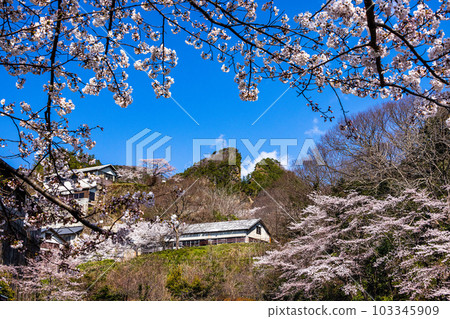 [新潟縣佐渡金山] 櫻花與道友之戰四月 103345909