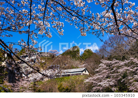 [Sado Gold Mine, Niigata Prefecture] Cherry Blossoms and Doyu no Warito April 103345910