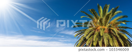 Palm Tree Against a Clear Blue Sky with Clouds and Sunbeams 103346009