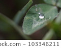 植物特寫，三葉草滴 103346211