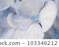 六月的藍色繡球花 103346212