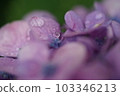 六月的紫色繡球花 103346213