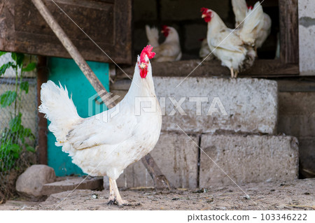 The white hen in the coop looks into the lens. Close-up The white hen in the coop looks into the lens. Close-up 103346222