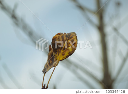Darkened wilted leaf of the plant in the fall 103346426