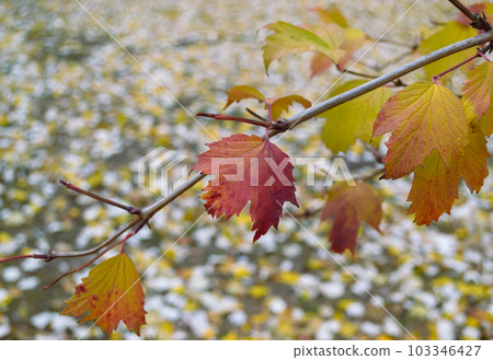 Maple leaves on a branch in an autumn park 103346427