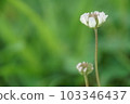 初夏白帶點白 103346437