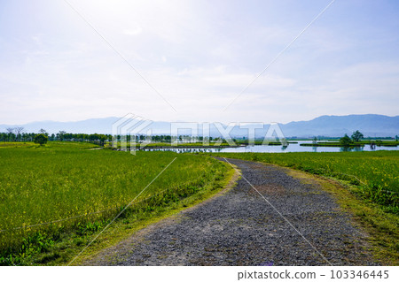 Waterside of Fukushima lagoon on a sunny spring morning (Niigata City, Niigata Prefecture) 103346445