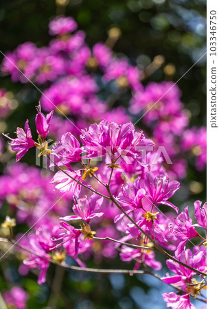 Mitsuba azalea in full bloom Mitsuba azalea in full bloom 103346750