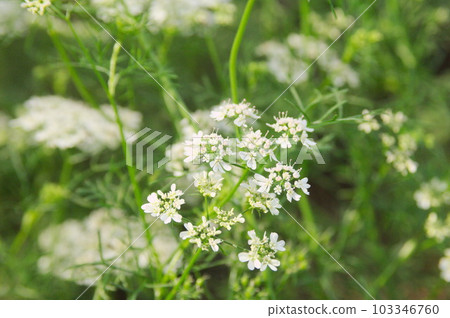 Pakchi flower receiving soft sunlight Pakchi flower receiving soft sunlight 103346760