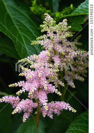 Astilbe (Awamori grass) Astilbe (Awamori grass) 103346818