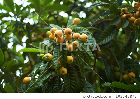 枇杷結果了 103346873