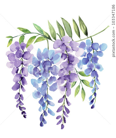 Wisteria purple and blue flower watercolor border element isolated on white background 103347186
