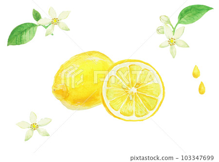 Realistic lemon illustration painted with watercolors Realistic lemon illustration painted with watercolors 103347699
