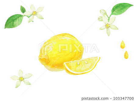Realistic lemon illustration painted with watercolors Realistic lemon illustration painted with watercolors 103347700