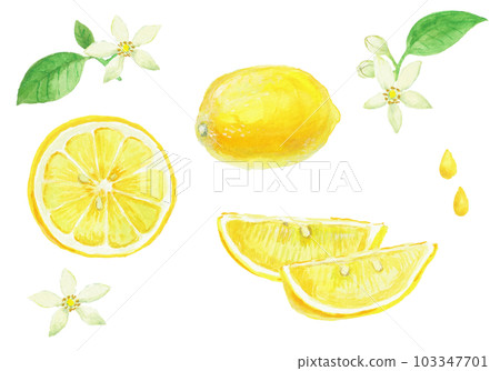 Realistic lemon illustration painted with watercolors Realistic lemon illustration painted with watercolors 103347701