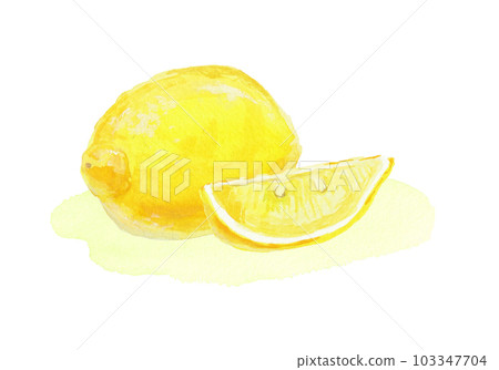 用水彩畫的逼真的檸檬插圖 用水彩畫的逼真的檸檬插圖 103347704