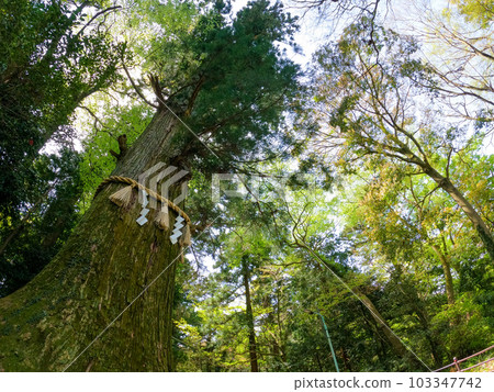 高雄山藥用雪松 103347742