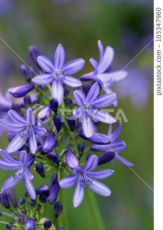 Blue African lily flowers in close up Blue African lily flowers in close up 103347960
