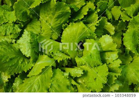 Close up of fresh frilled lettuce. Close up of fresh frilled lettuce. 103348059