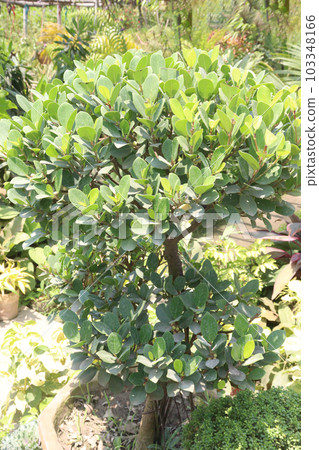 Ficus microcarpa tree plant on nursery for sell 103348166