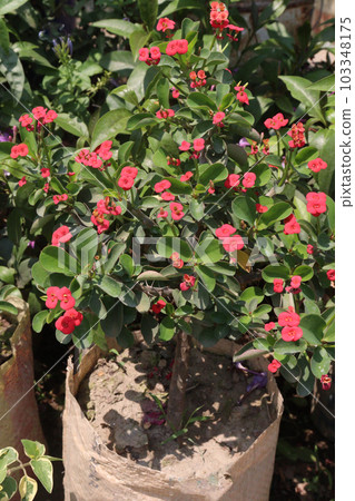 Euphorbia milii flower tree plant on pot in nursery for sell 103348175
