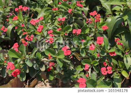 Euphorbia milii flower tree plant on pot in nursery for sell 103348176