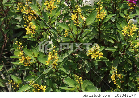 Galphimia gracilis flower tree plant on nursery for sell Galphimia gracilis flower tree plant on nursery for sell 103348177